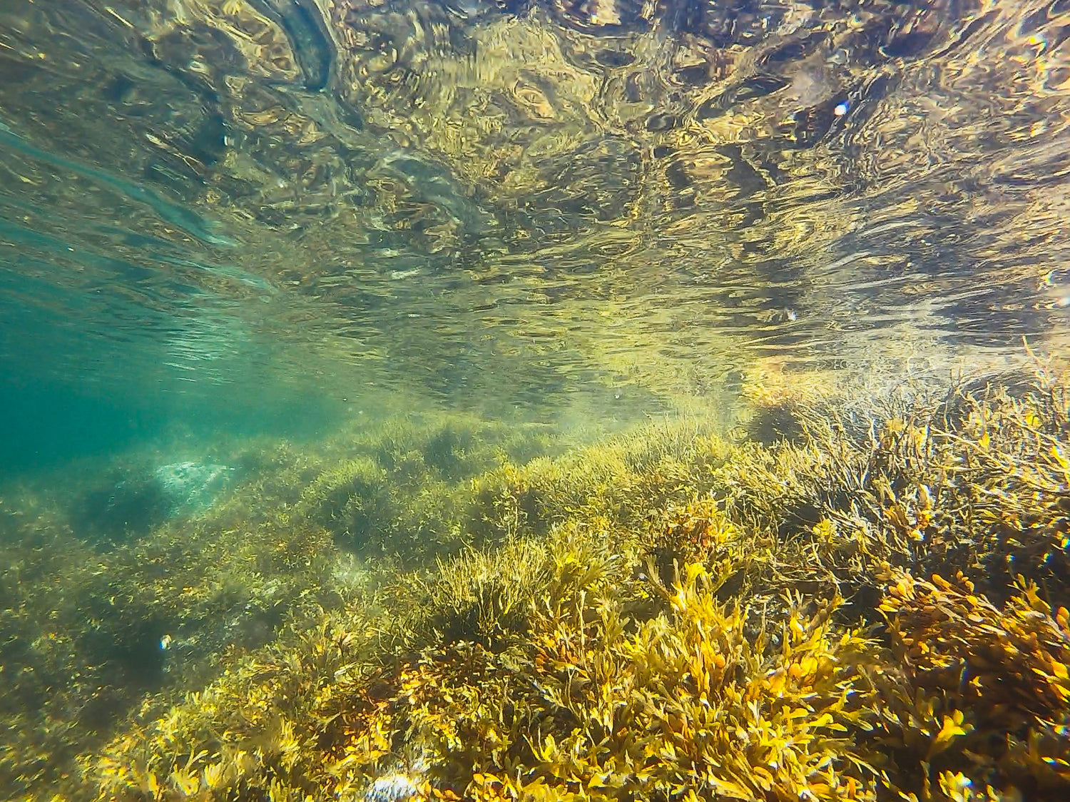 algae omega 3 verse fish oil whats the difference does vegetarian omega 3 work? 